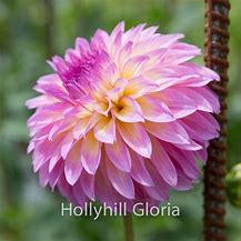 Image result for Hollyhill Gloria Dahlia