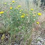 Image result for Weeds in Horse Hay