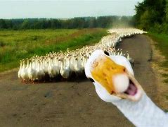Image result for Goose Funny Image