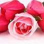 Image result for Abstract Pink Background Roses
