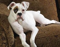 Image result for White Boxer Dogs Funny