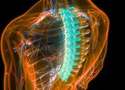Image result for Spinal Cord and Vertebrae