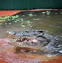 Image result for What Is the Biggest Crocodile in the World