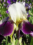 Image result for Iris germanica Salonique