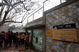 Image result for China Zoo Tiger Attack