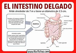 Image result for intedtino