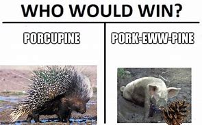 Image result for Porcupine Meme