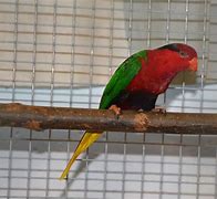 Image result for Charmosyna Loriidae