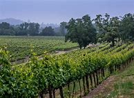 Image result for Gary Farrell Pinot Noir Russian River Selection