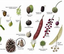 Image result for Tree Seeds