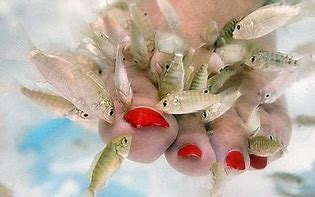 Image result for Fish That Eat Dead Skin