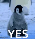 Image result for Buff Penguin Meme