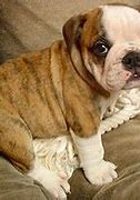 Image result for Cutest Bulldog Puppies