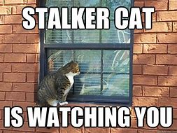 Image result for Stalker Cat Meme