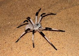 Image result for Biggest Spider Ever Seen