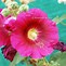 Image result for Alcea rosea pink shades