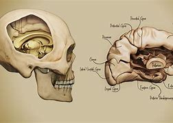 Image result for Brain Anatomy Animation