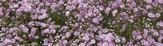 Image result for Gypsophila FESTIVAL Pink Lady