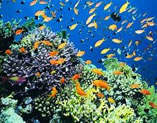 Image result for Types of Marine Habitats