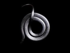 Image result for Black Mamba Vector