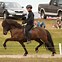 Image result for Icelandic Horse Gaits