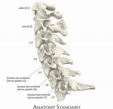 Image result for C5 C6 C7 Vertebrae