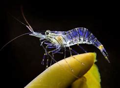 Image result for Shrimp in Ocean