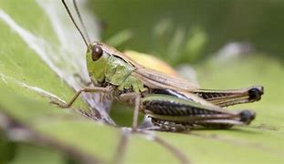 Image result for Common Green Grasshopper