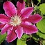 Image result for Clematis Dr Ruppel