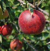 Image result for Einesap Apple Tree