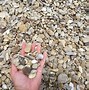 Image result for Mexican Beach Pebbles