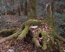 Image result for Japanese Forest House