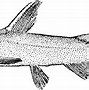 Image result for Catfish Drawing Clip Art