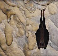 Image result for Bats Sleeping in a Cave