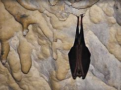 Image result for Sleeping Bat Cave