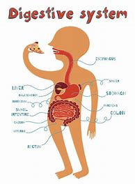 Image result for How Does the Digestive System Work