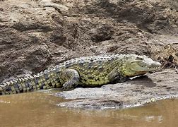 Image result for Biggest Reptile