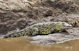 Image result for The Largest Reptile in the World