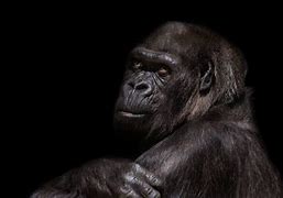 Image result for Elderly Gorilla