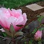 Image result for Paeonia suffruticosa Yin Hong Qiao Dui