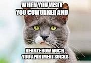 Image result for Apartment Kitty Meme