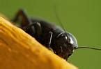 Image result for Female Cricket Insect