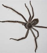 Image result for Biggest Spider Size