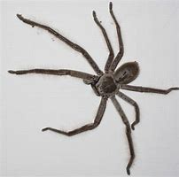 Image result for The Biggest Spider in the World Real Spiders