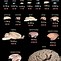 Image result for Human Brain Size Evolution