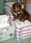 Image result for Funny Mail Pictures Animals