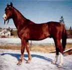 Image result for Russian Horse Breeds
