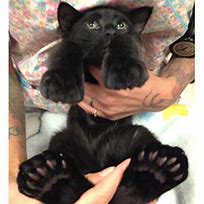Image result for Cat with Big Feet Meme