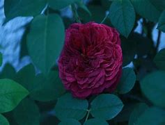 Image result for Delectus Rose