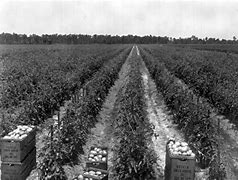 Image result for Tomato Field